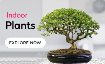 Bonsai Plants Online