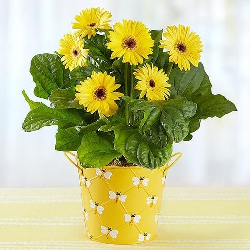 Bunch of Gerberas