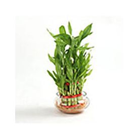 3 Layer Bamboo Plants