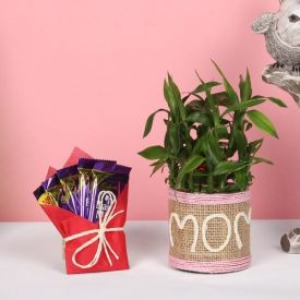 Lucky Bamboo and Chocolates