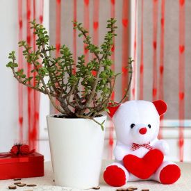 Jade Plant & Teddy Bear Combo