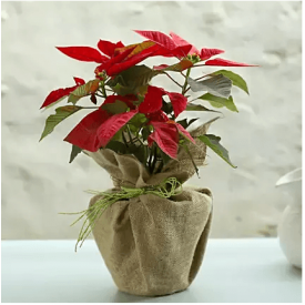 Red poinsettia plant