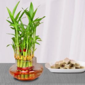 Bamboo Plant N Pista Burfi