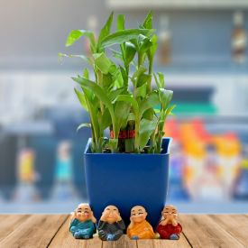 Lucky Bamboo Plant with Lucky Buddha Idol