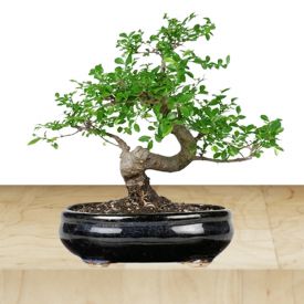 Bonsai Plant