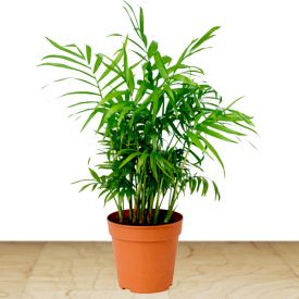 Bamboo Palm Plant