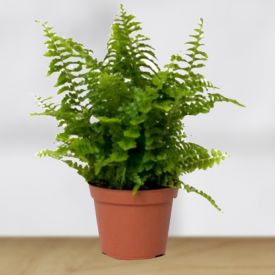 Fern Big Plant