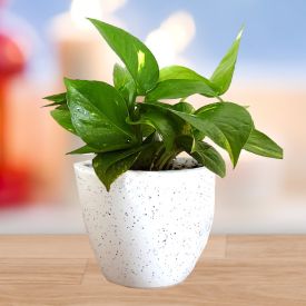 Fortune Money Plant