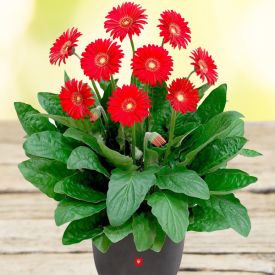 Gerbera Plant