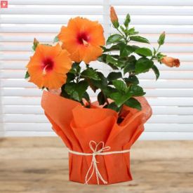 Orange Hibiscus plant