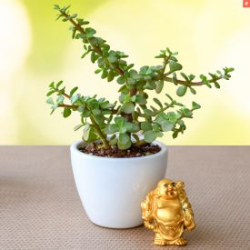 Jade Plant with Laughing Buddha