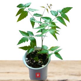 Neem plant