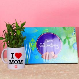 Lucky Bamboo Plant in Mug With Cadbury Celebration