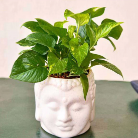 Magnificent Money Plant and Ceramic Pot