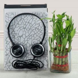 Lucky bamboo With Music