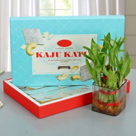 Lucky Wishes Bamboo Plant  With Kaju Barfi