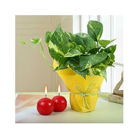 Red Ball Candle with Plant