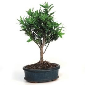 Classic Podocarpus Bonsai Plant