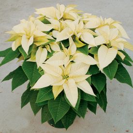 Poinsettia (Yellow) - Plant