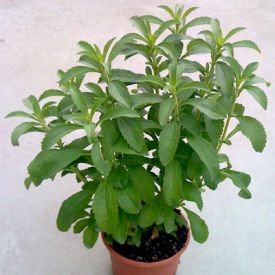 Stevia Plant|Honey Leaf Plant