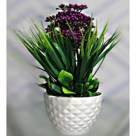 Blue Berry Plants with vase