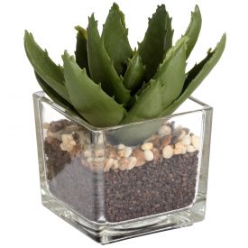 Terrarium With Succulent Plant