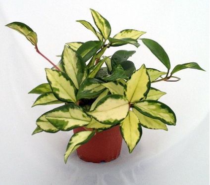 Lemon & Cream Wax Plant