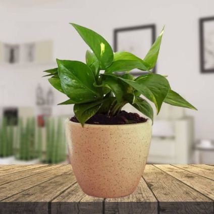 Money Plant with Black Forest