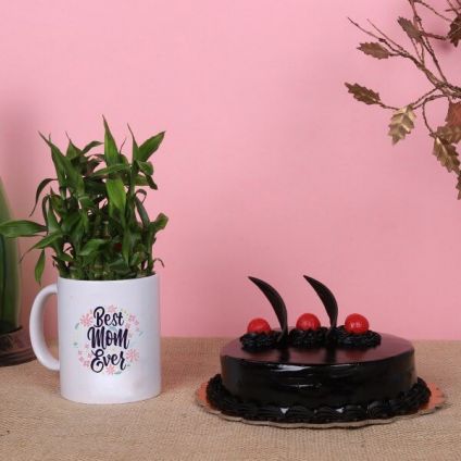 Cake and Lucky Bamboo in Mug