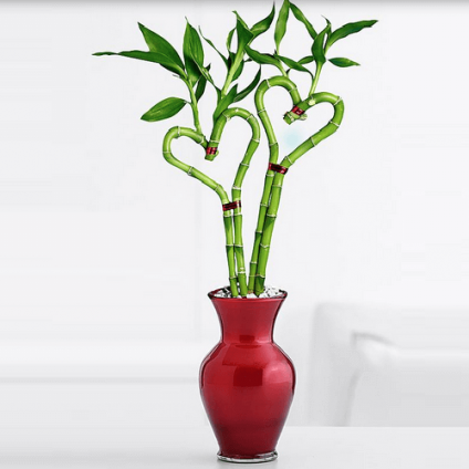 Love Plants 2 Heart Shaped Bamboo