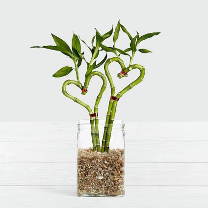 2 Love Heart Bamboo Plant