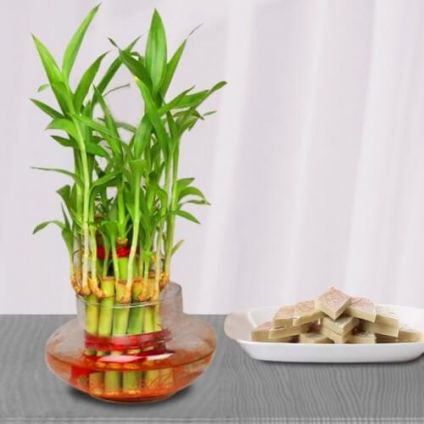 Bamboo Plant N Pista Burfi