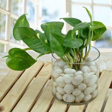 Money Plant with Decorative Vase