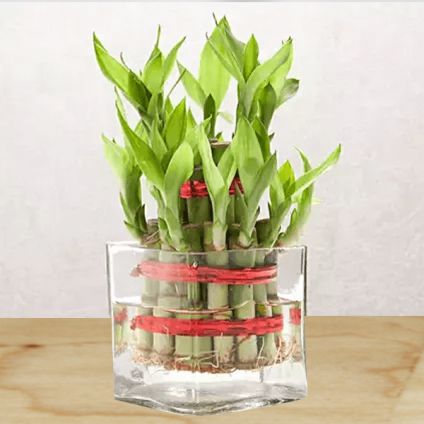 2 layer Bamboos With Vase