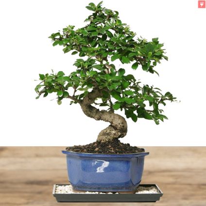 Ficus Bonsai Plant