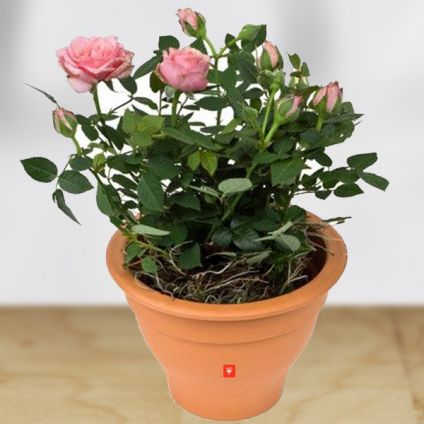 Lovely Pink rose plant