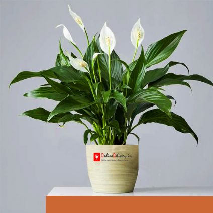 Peace lily plant