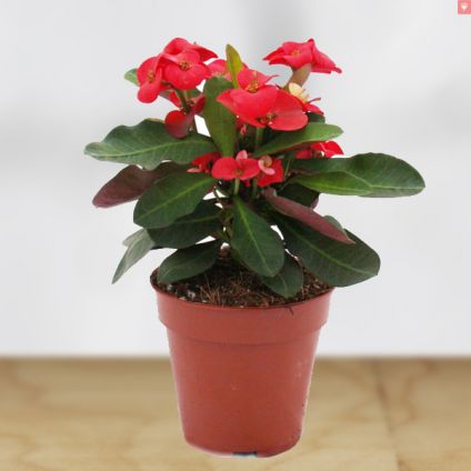 Red Crown of Thorns Plant