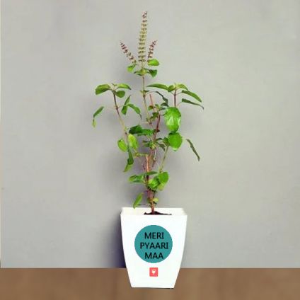 Tulsi plant