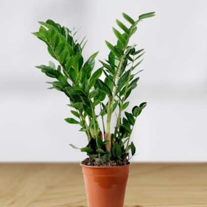 Zamia Plant