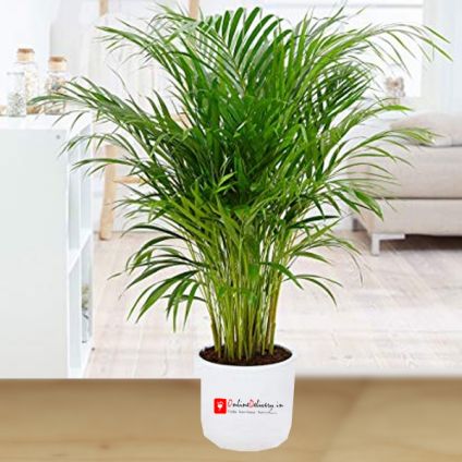 Influential Areca Palm