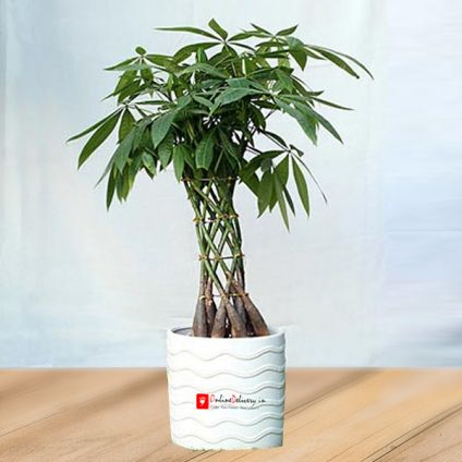 Basket Pachira Bonsai Plant