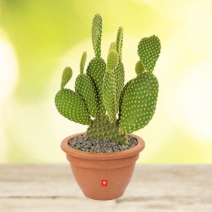 Bunny Ear Cactus - Plant