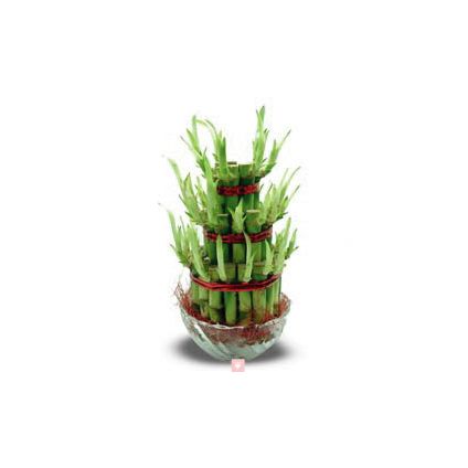 Lucky Bamboo