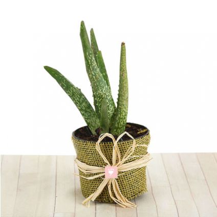 An Aloe Vera Plant