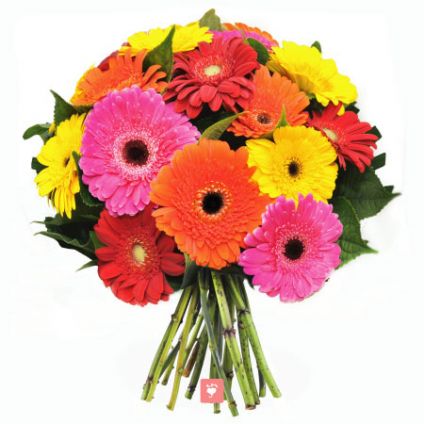 12 Mix Gerbera Bouquet Wrapped with Cellophane