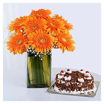 8 Orange Gerberas in a Glass Vase with Black Forest Cake