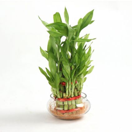 Three Layer Bamboo Plant