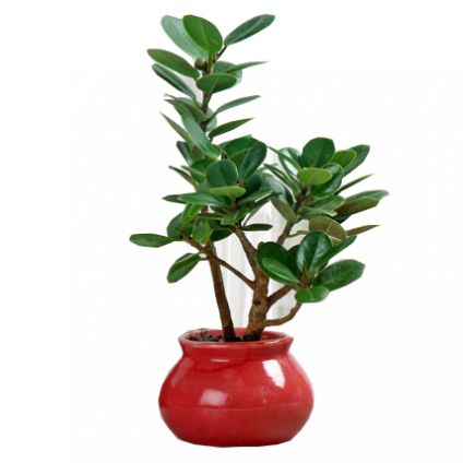 Green Ficus Dwarf Be