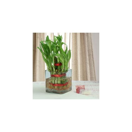 Bamboo Plant with Roli Chawal